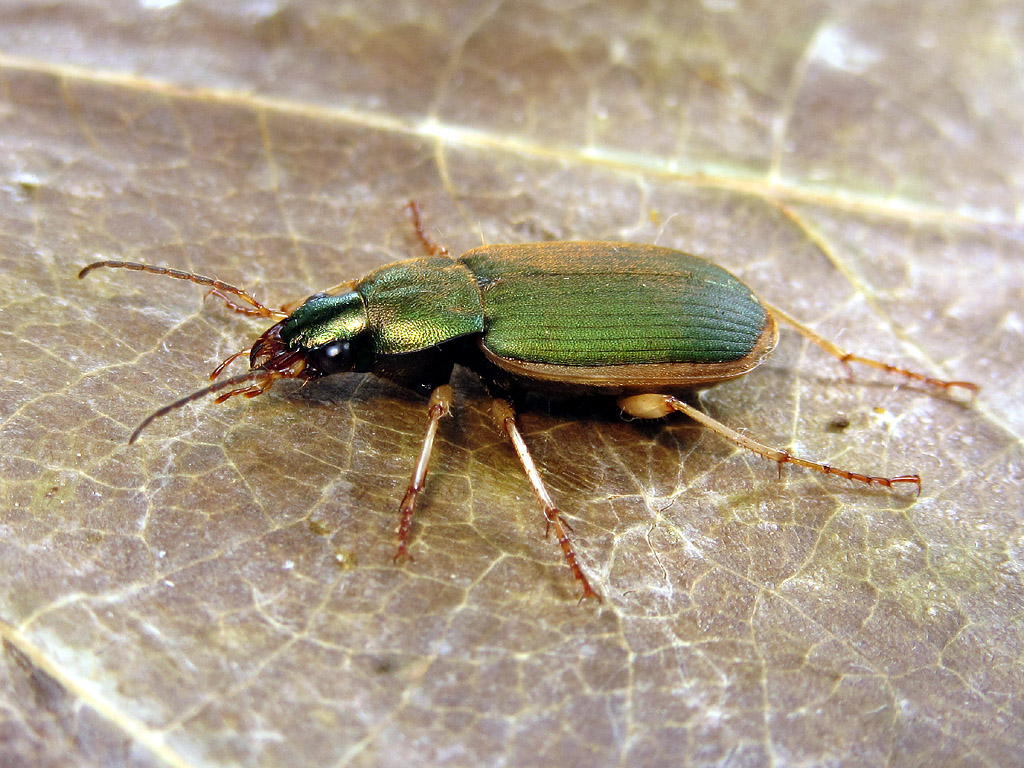 carabo da identificare - Chlaeniellus olivieri
